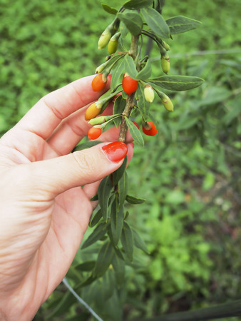 Goji branchの写真素材