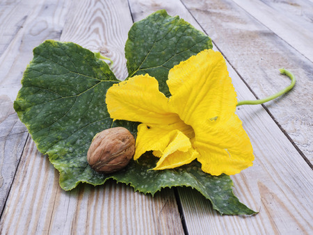 pumpkin flowerの写真素材