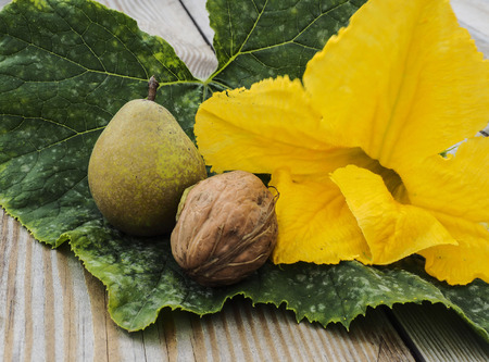 Pumpkin flower with walnut and pearの写真素材