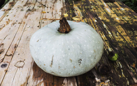 white pumpkinの写真素材