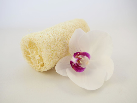 Sponge and orchidの写真素材