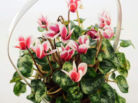 Cyclamen flower basketの写真素材