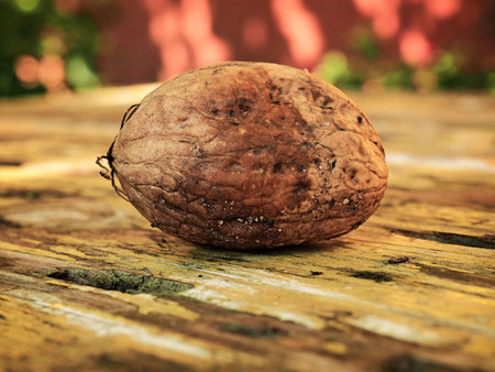 Walnut