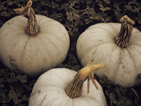 spooky pumpkinsの写真素材