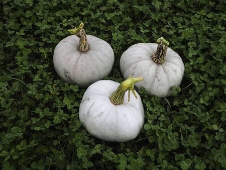 White pumpkins on clover fieldの写真素材
