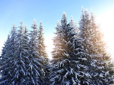 Fir treesの写真素材