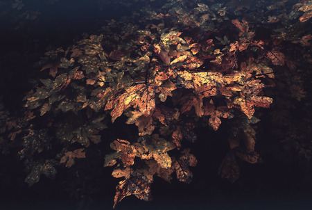 Vintage autumn leavesの写真素材