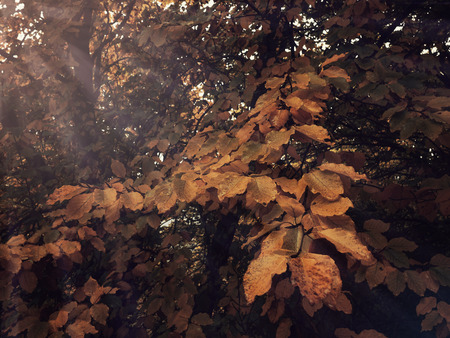 Vintage autumn leavesの写真素材