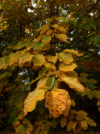 Autumn leavesの写真素材