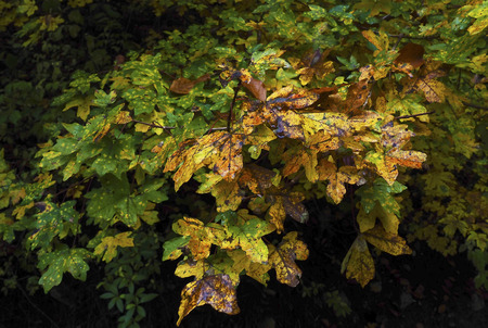 Autumn leavesの写真素材