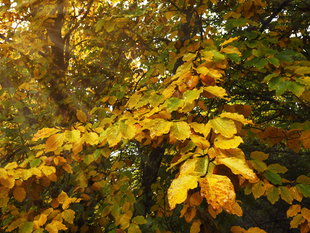 Raindrops on colorful autumn leavesの写真素材
