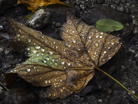 Raindrops on colorful autumn leavesの写真素材
