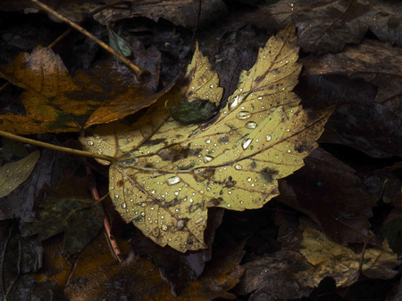 Raindrops on colorful autumn leavesの写真素材