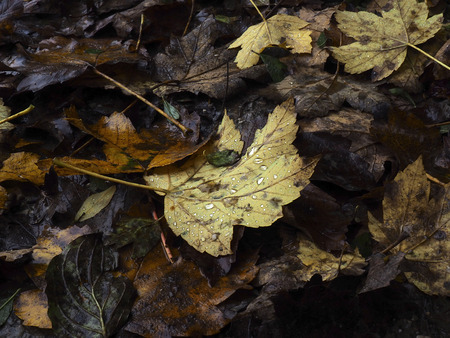 Raindrops on colorful autumn leavesの写真素材