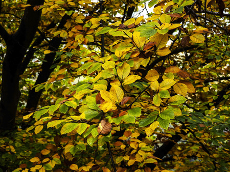Raindrops on colorful autumn leavesの写真素材