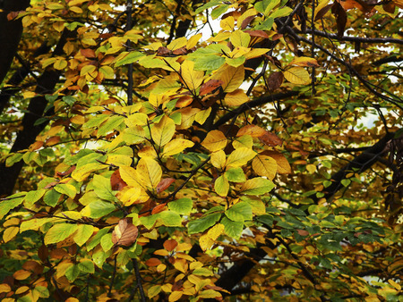 Raindrops on colorful autumn leavesの写真素材