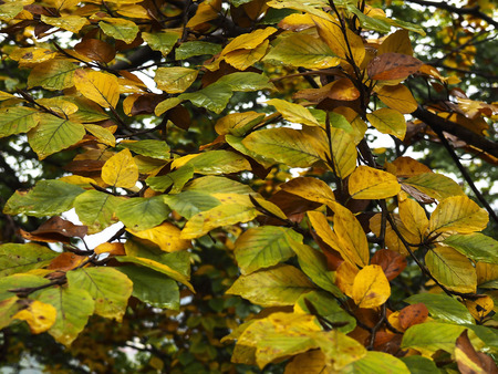 Raindrops on colorful autumn leavesの写真素材