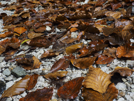 Raindrops on colorful autumn leavesの写真素材
