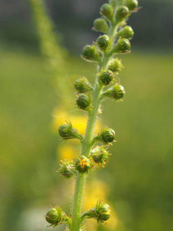 Yellow flowersの写真素材