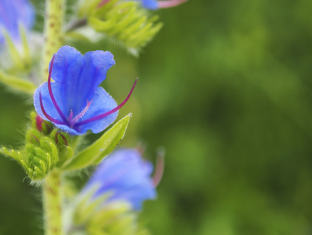 Spring background with beautiful blue flowersの写真素材