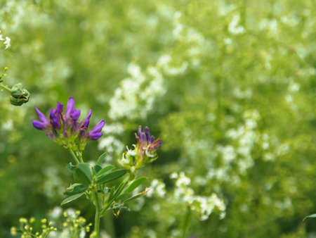 Spring background with beautiful purple flowersの写真素材