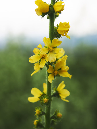 Spring background with beautiful yellow flowersの写真素材