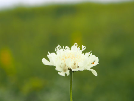 White  flowers backgroundの写真素材