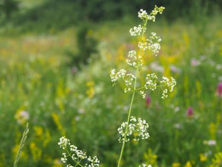 white field flowerの写真素材