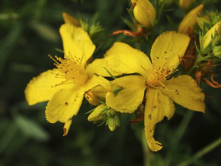 Yellow flowers backgroundの写真素材