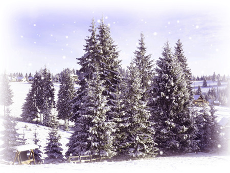 Christmas card. Snowy fir treesの写真素材