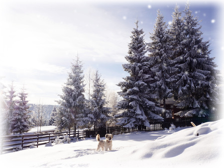 Dog playing in snow. Winter cardの写真素材