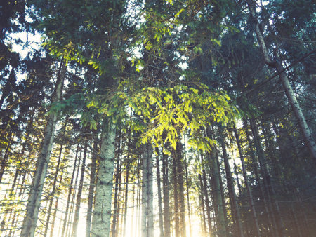 forest sunset