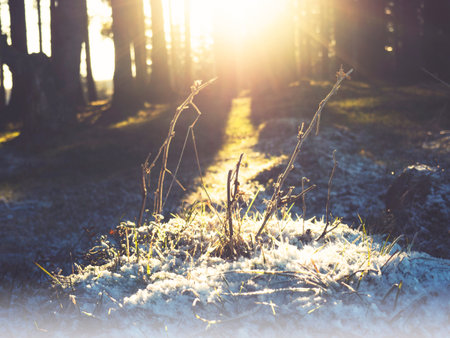 winter forest sunset