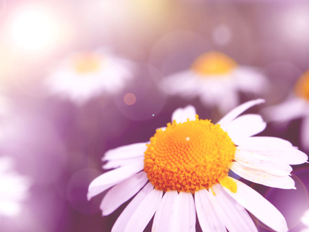 Spring Flower background. Vintage purple flowerの写真素材