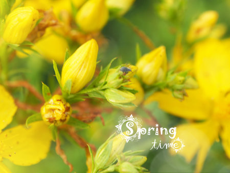 Spring background with beautiful yellow flowers