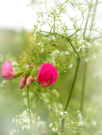 Pink flower spring backgroundの写真素材