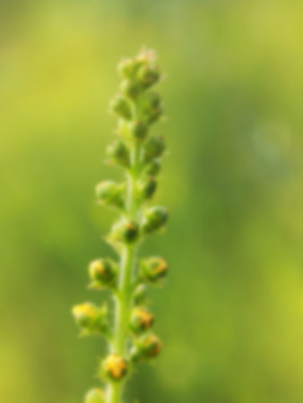 yellow flower blurred background