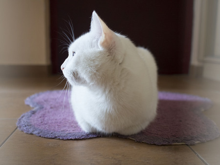 white cat backgroundの写真素材