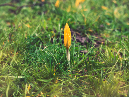Yellow crocus