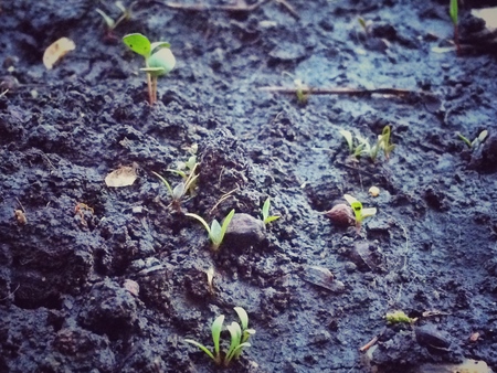spring sprout, vintage backgroundの写真素材