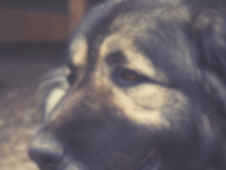 Caucasian Shepherd blurred backgroundの写真素材