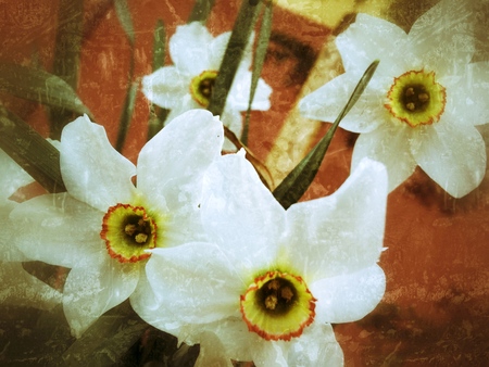 daffodilsの写真素材