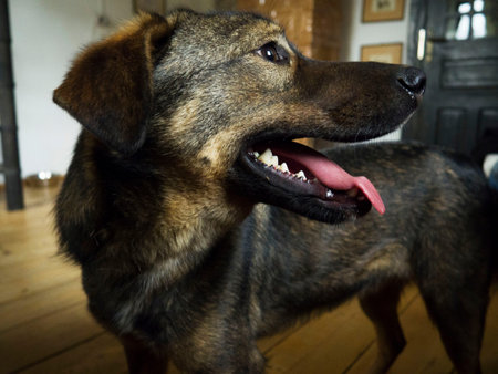 happy dog
