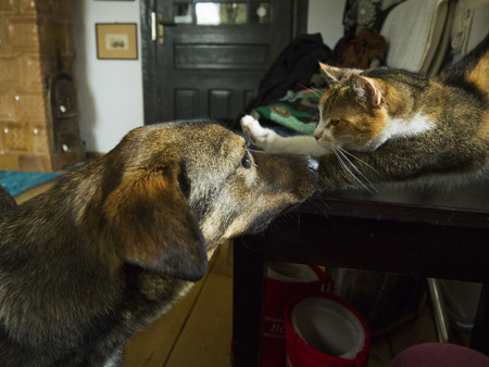 Dog and cat best friendsの写真素材