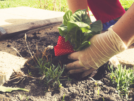 gardening, plating, spring activity for seniorsの写真素材
