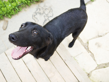 black happy dogの写真素材