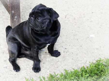 Black cute male pugの写真素材
