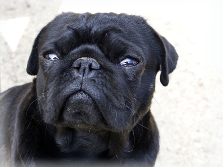 Black cute male pugの写真素材