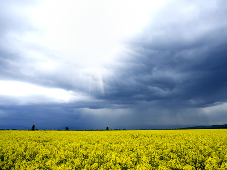 Blossoming rape fieldの写真素材