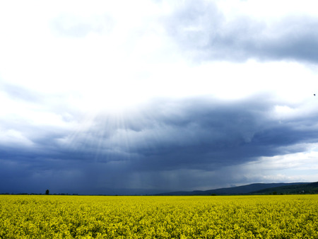 Blossoming rape fieldの写真素材